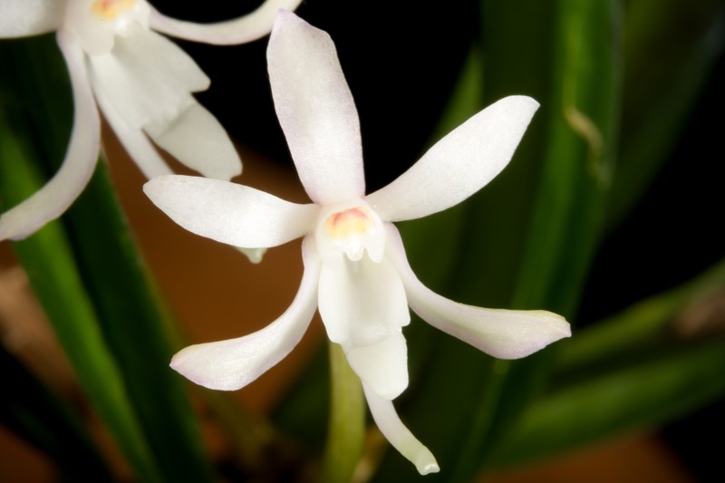 Vanda falcata subsp. richardsiana photo 2