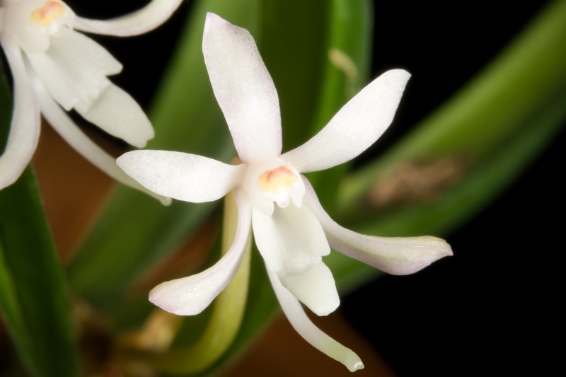 Vanda falcata subsp. richardsiana photo 3