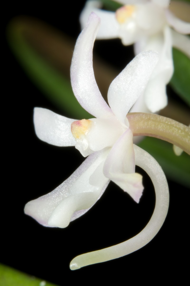 Vanda falcata subsp. richardsiana photo 4
