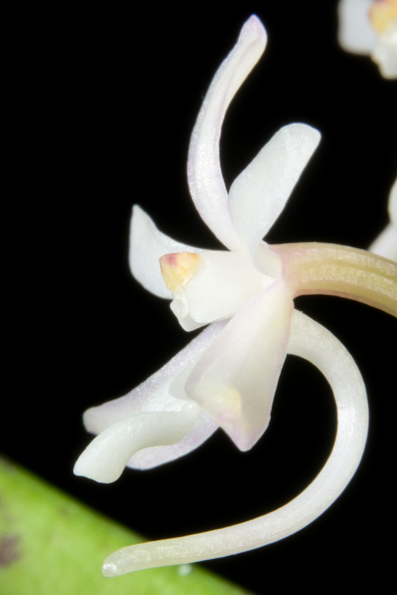 Vanda falcata subsp. richardsiana photo 5