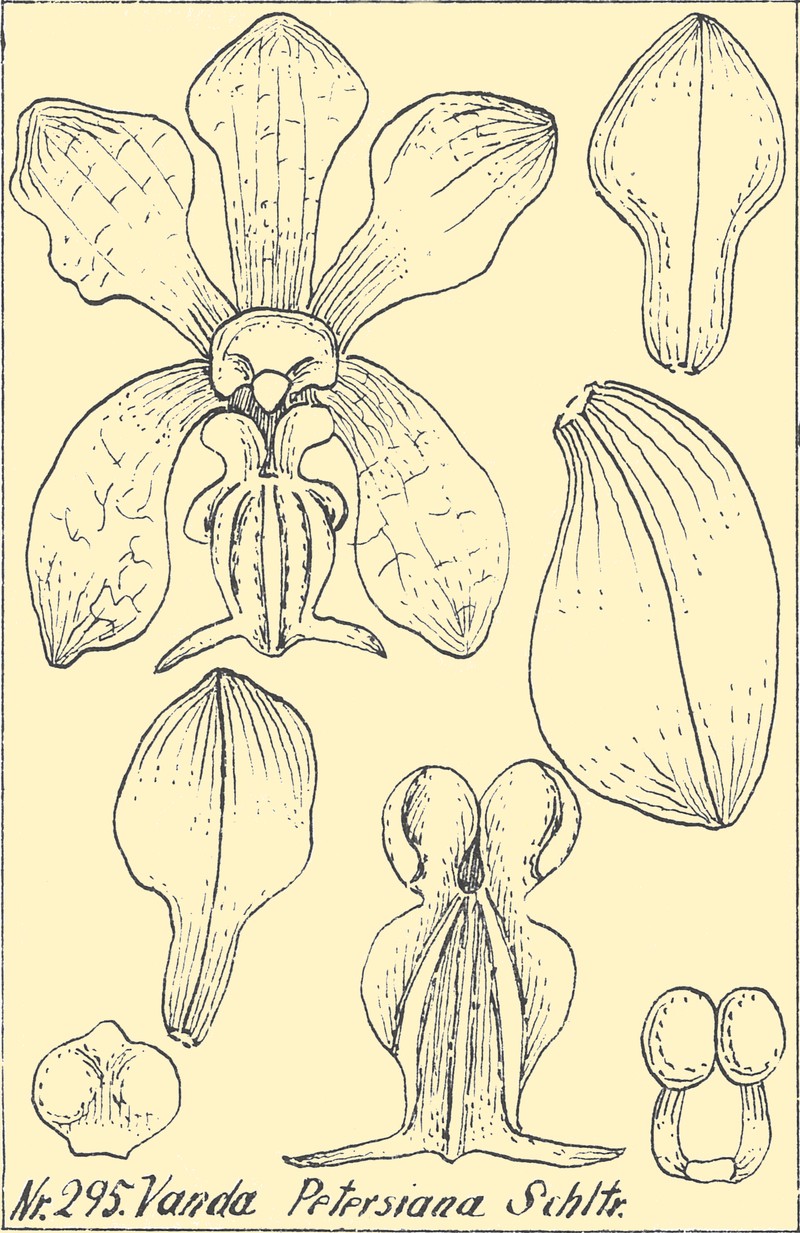 Vanda hennisiana