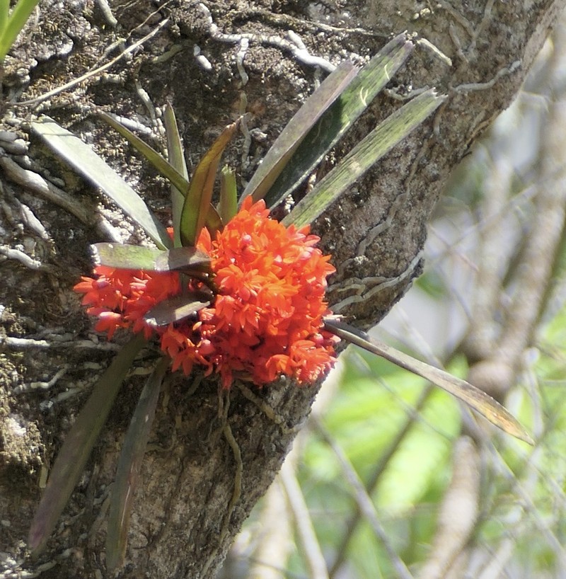Vanda karinae