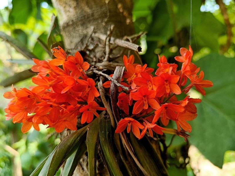 Vanda karinae photo 2