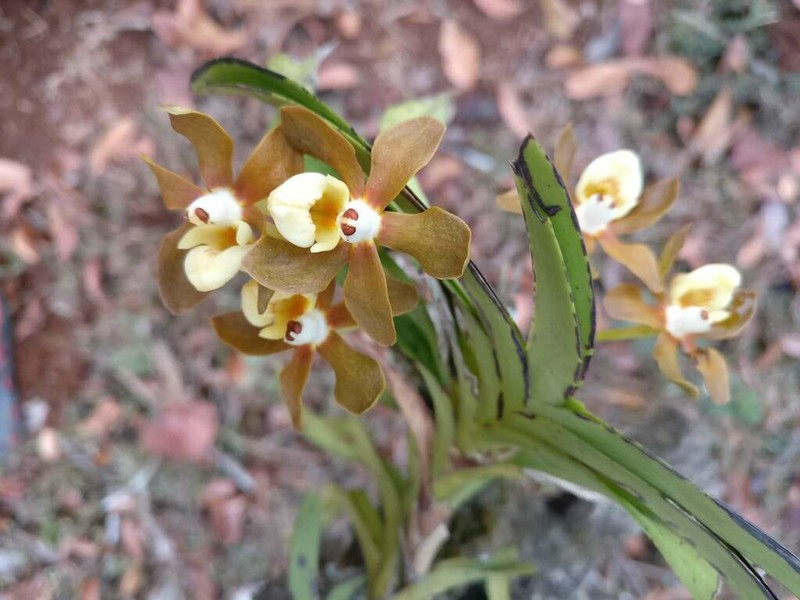 Vanda sathishii