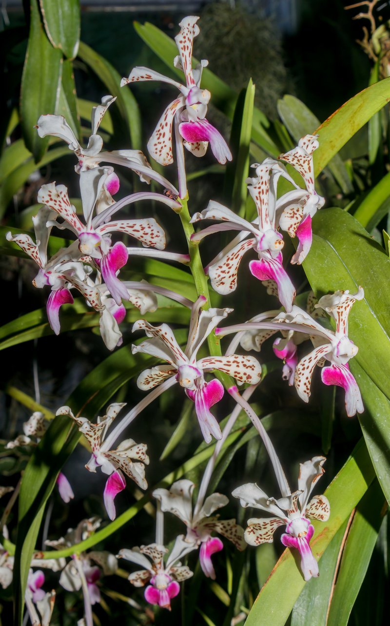 Vanda tricolor