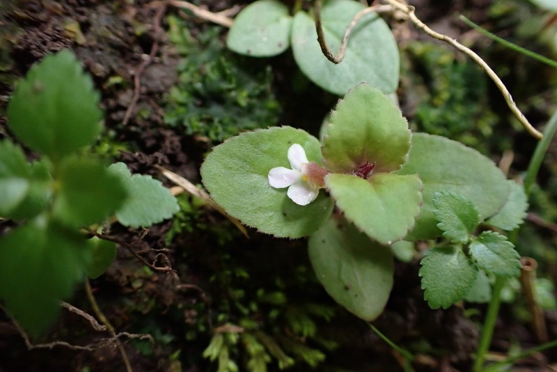 Spreading False Pimpernel photo 3