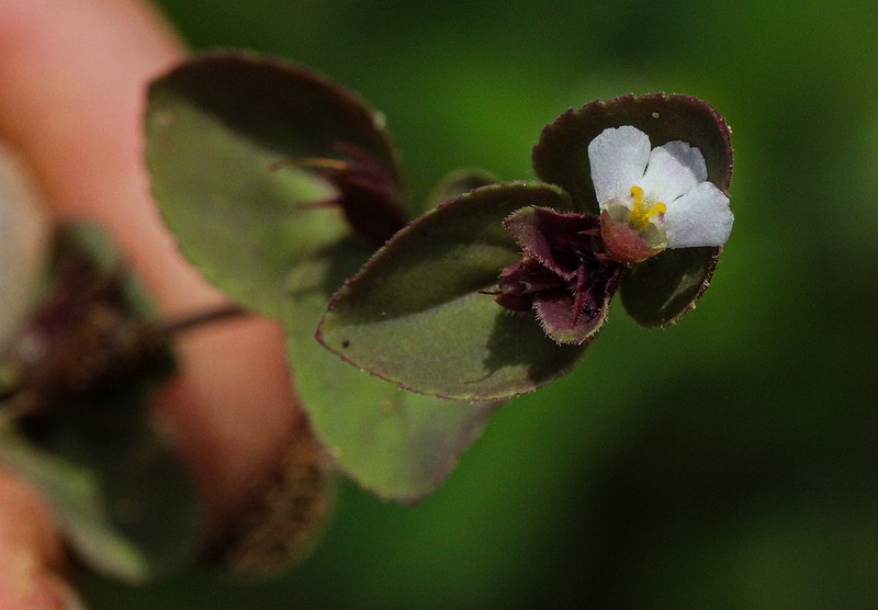 Spreading False Pimpernel photo 4