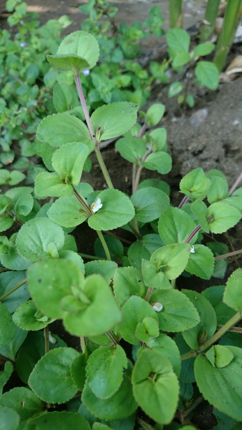 Spreading False Pimpernel photo 5