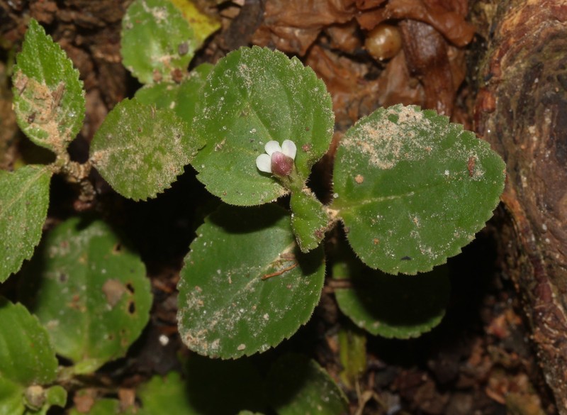 Spreading False Pimpernel photo 6