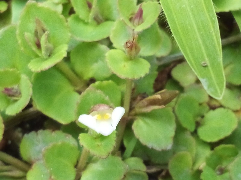 Spreading False Pimpernel photo 7