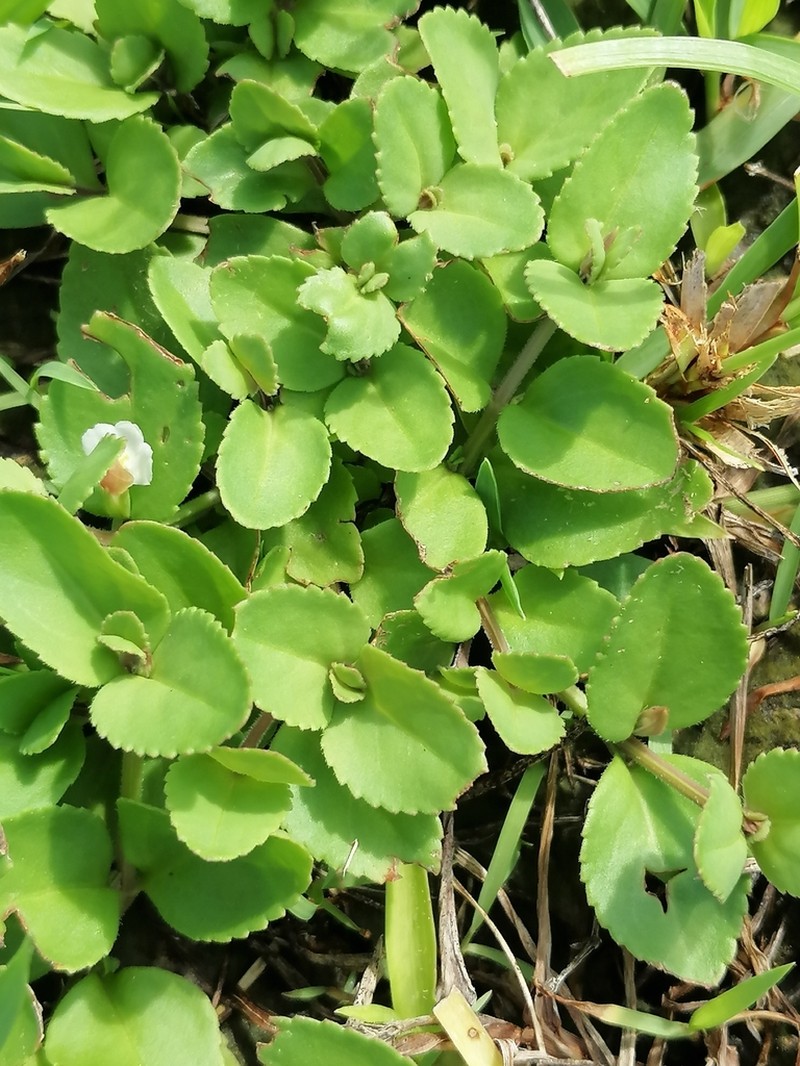 Spreading False Pimpernel photo 8