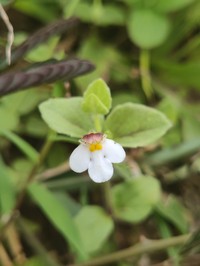 Spreading False Pimpernel
