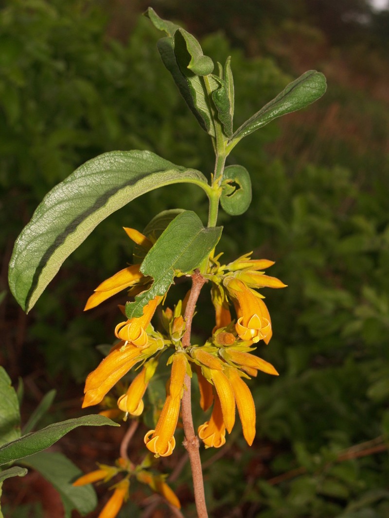 Vangueria fulgida