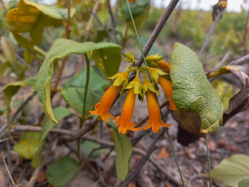 Vangueria fulgida photo 2