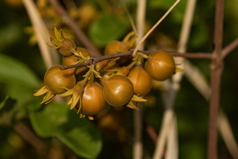 Vangueria fulgida photo 3