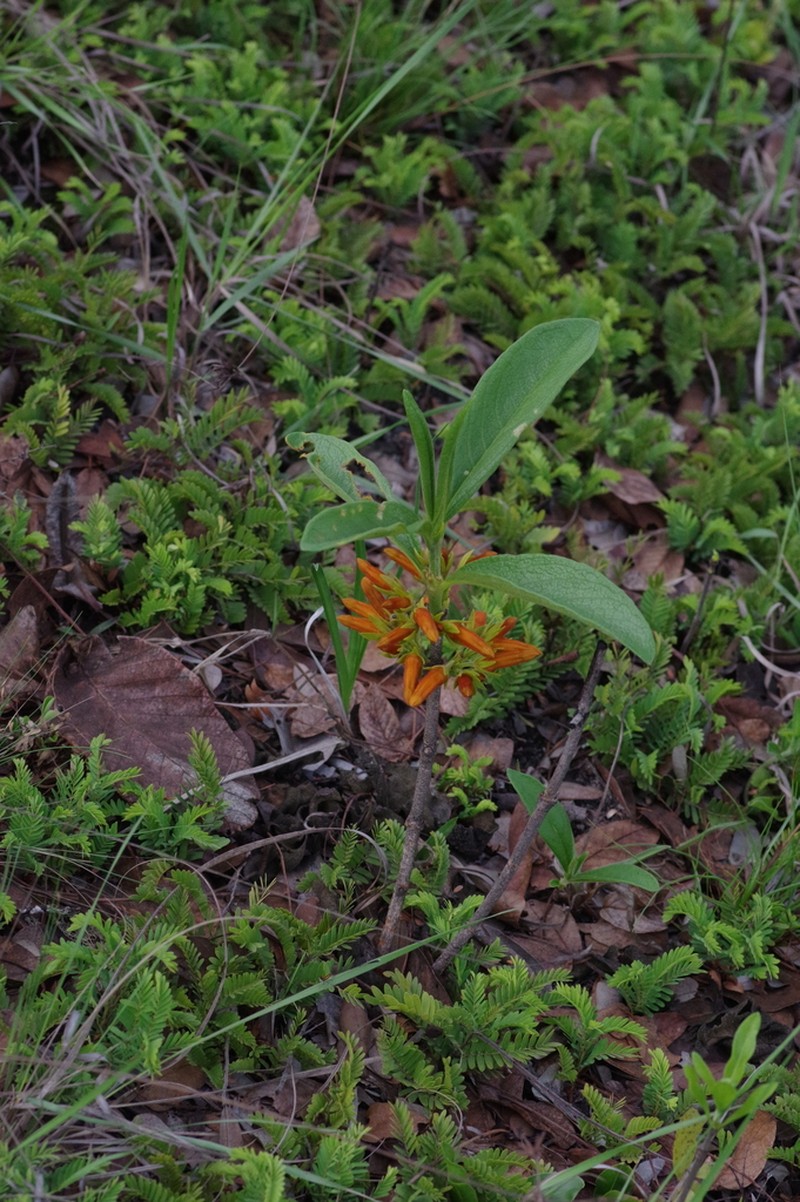 Vangueria fulgida photo 4