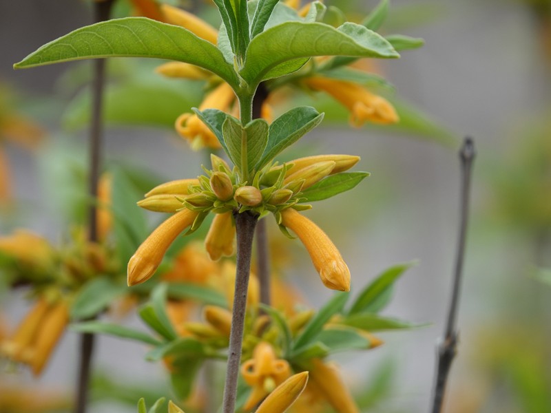 Vangueria fulgida photo 5