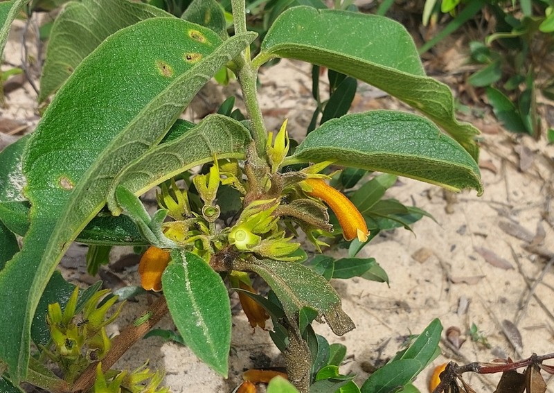 Vangueria fulgida photo 6