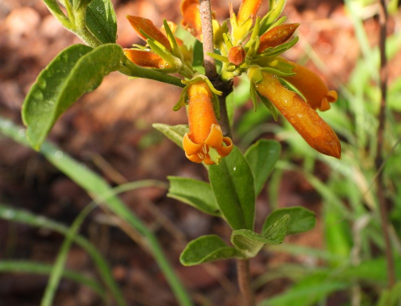 Vangueria fulgida photo 7