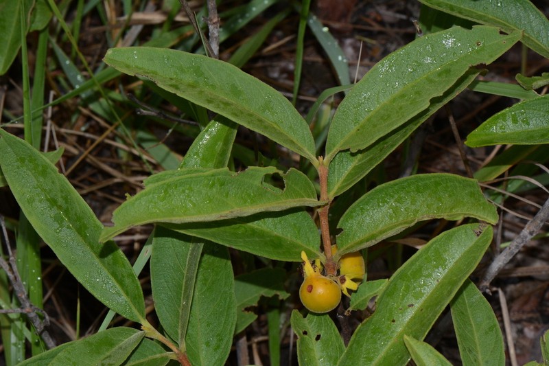 Vangueria fulgida photo 8