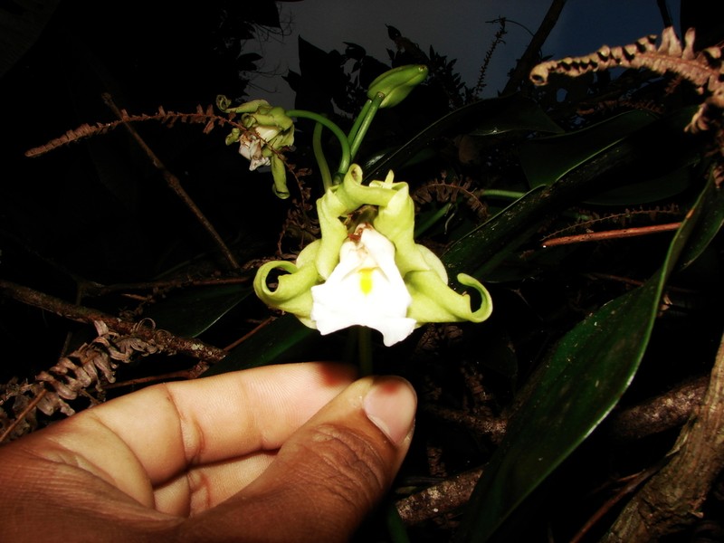 Vanilla arcuata