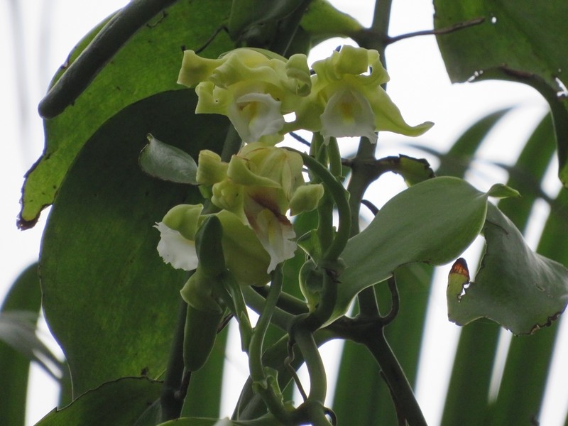 Vanilla arcuata photo 2
