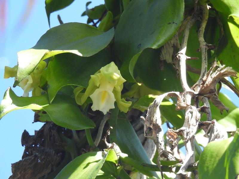 Vanilla arcuata photo 3