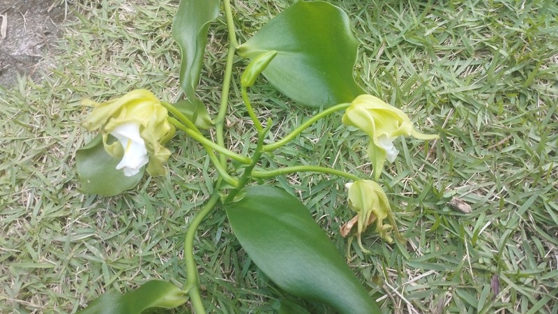 Vanilla arcuata photo 4