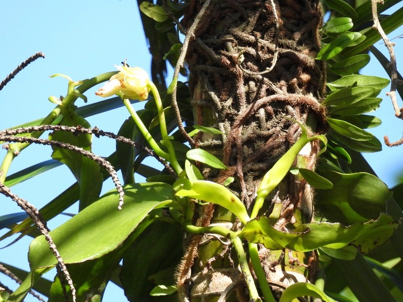 Vanilla arcuata photo 5