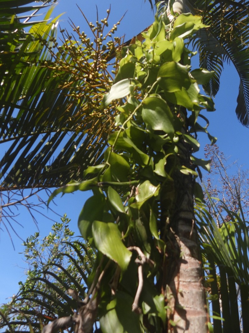 Vanilla arcuata photo 6
