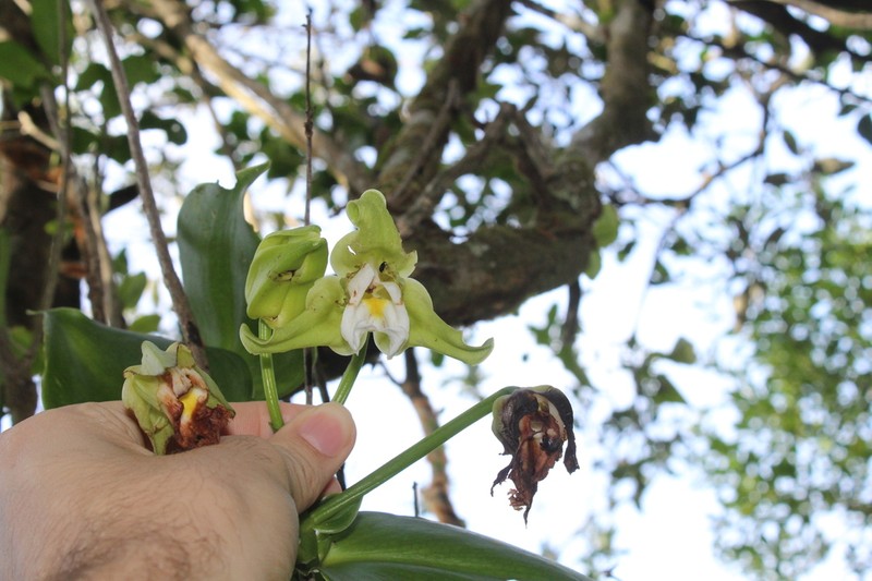 Vanilla arcuata photo 7