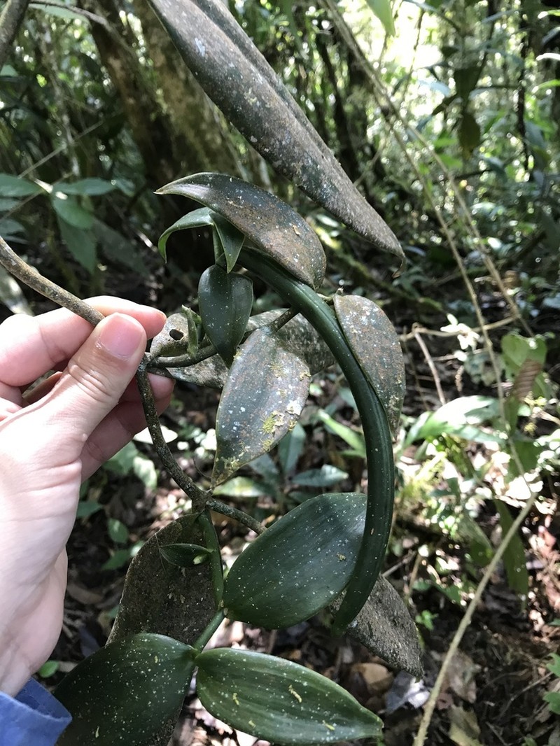 Vanilla armoriquensis