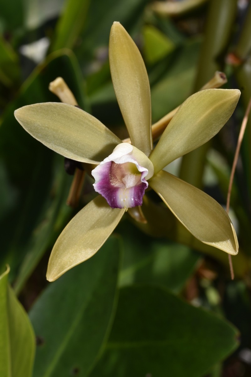 Wormvine Orchid