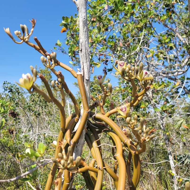 Wormvine Orchid photo 2