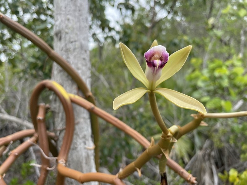 Wormvine Orchid photo 3