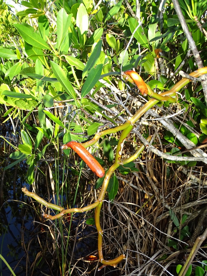 Wormvine Orchid photo 4