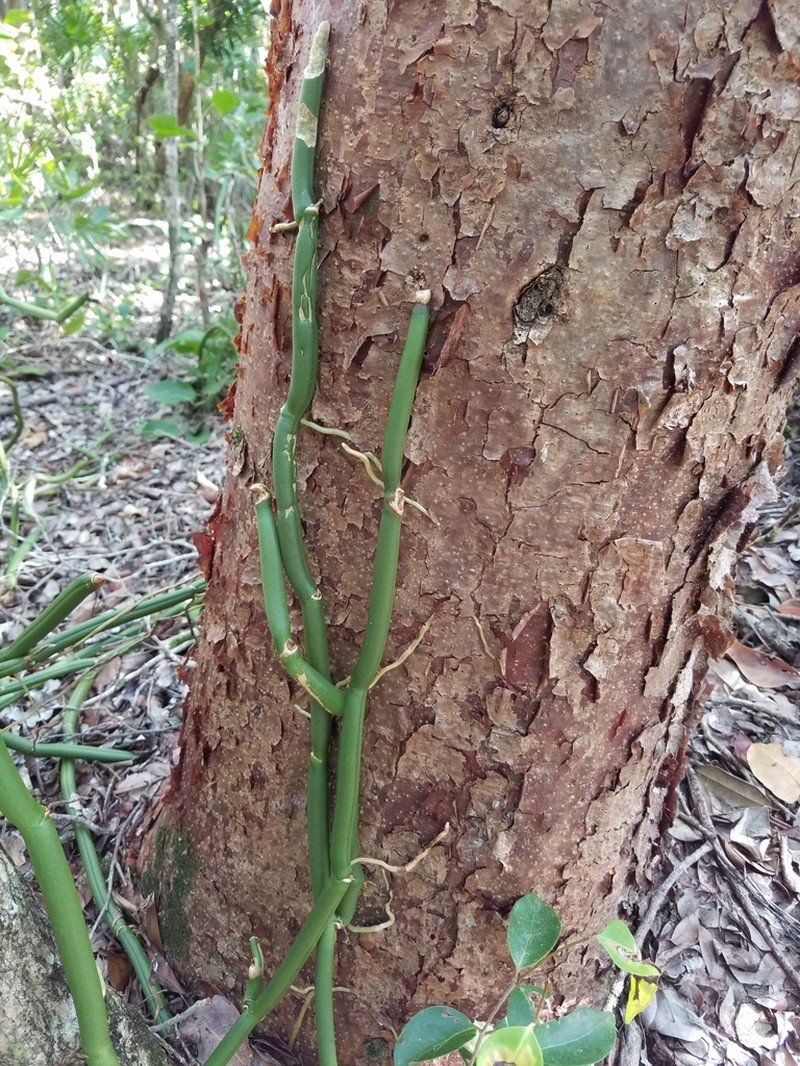 Wormvine Orchid photo 5