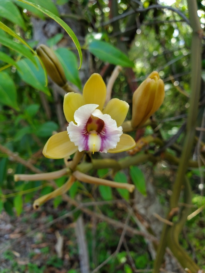 Wormvine Orchid photo 6