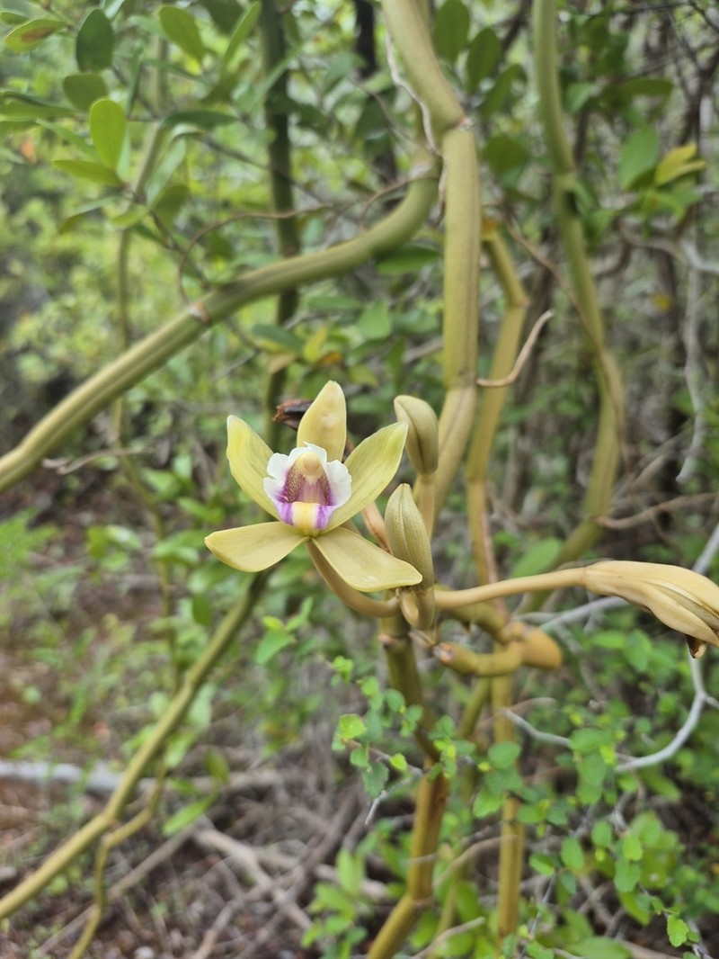 Wormvine Orchid photo 8
