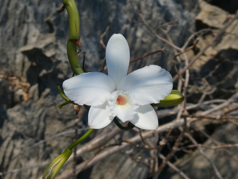 Vanilla bosseri