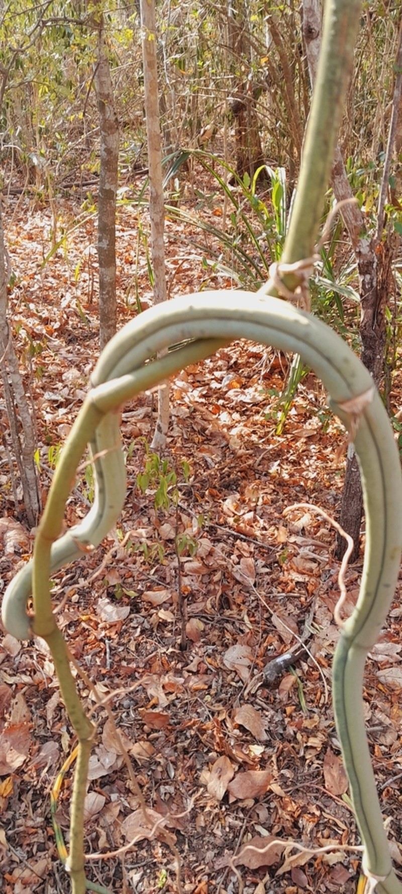 Vanilla bosseri photo 2