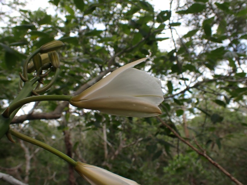 Vanilla bosseri photo 3