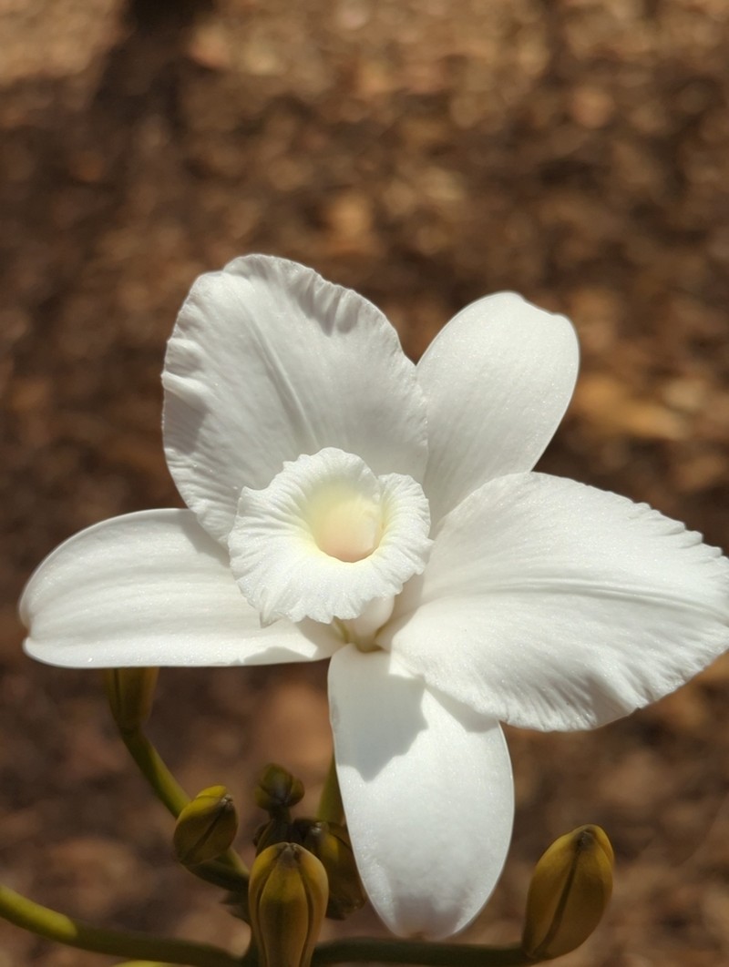 Vanilla bosseri photo 5