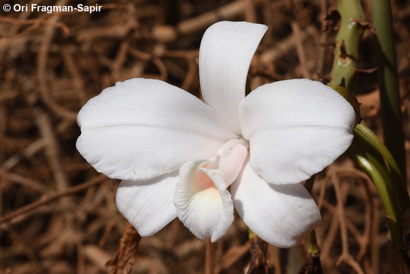 Vanilla bosseri photo 6