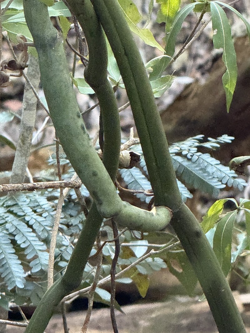 Vanilla bosseri photo 7