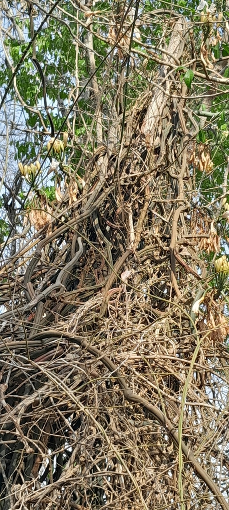 Vanilla bosseri photo 8
