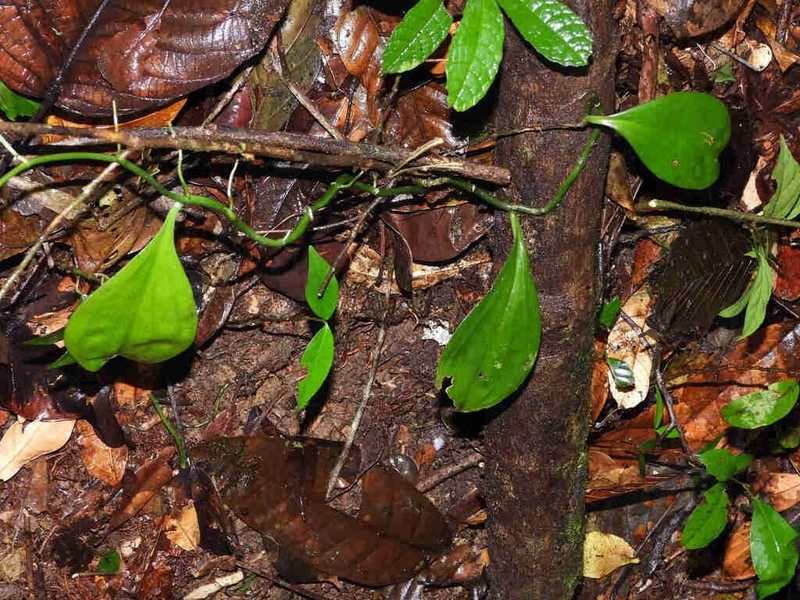 Vanilla cameroniana