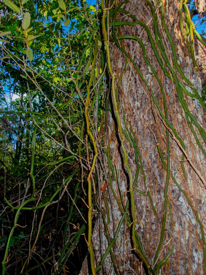 Green Withe photo 5