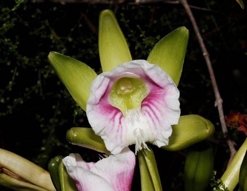 Green Withe photo 6