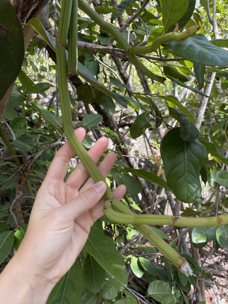 Green Withe photo 7